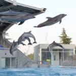 прыгают дельфины