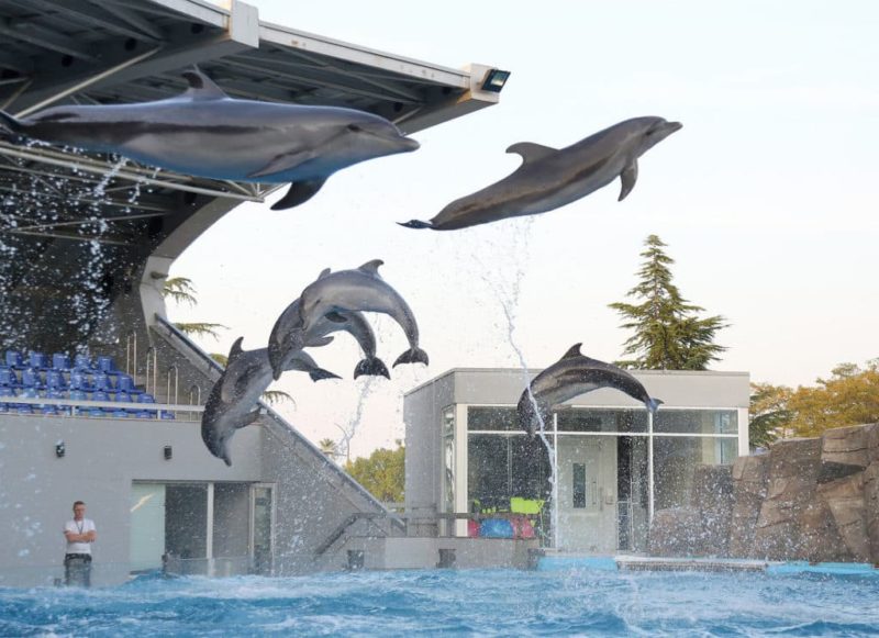 прыгают дельфины