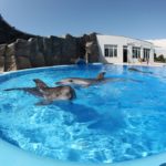 дельфины в бассейне