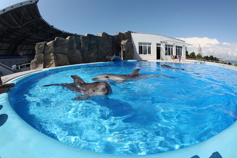 дельфины в бассейне