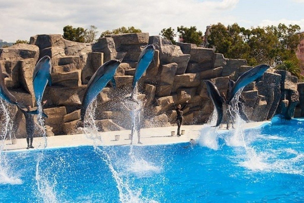 дельфины прыгают
