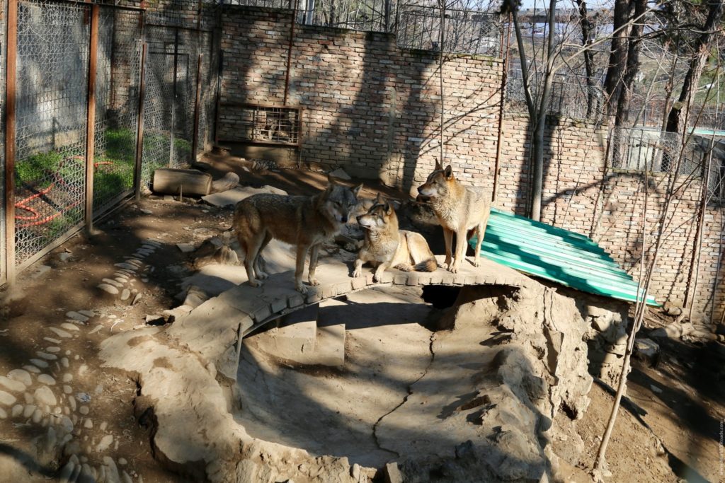 Зоопарк в Тбилиси