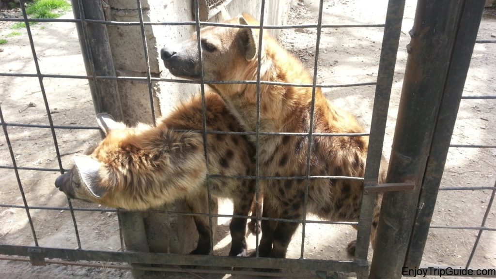 Зоопарк в Тбилиси