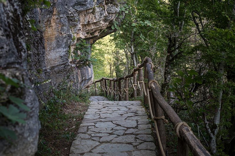 Колхский лес